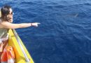 Kurzer Delfin Bootausflug
