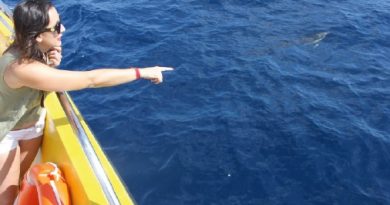 Kurzer Delfin Bootausflug