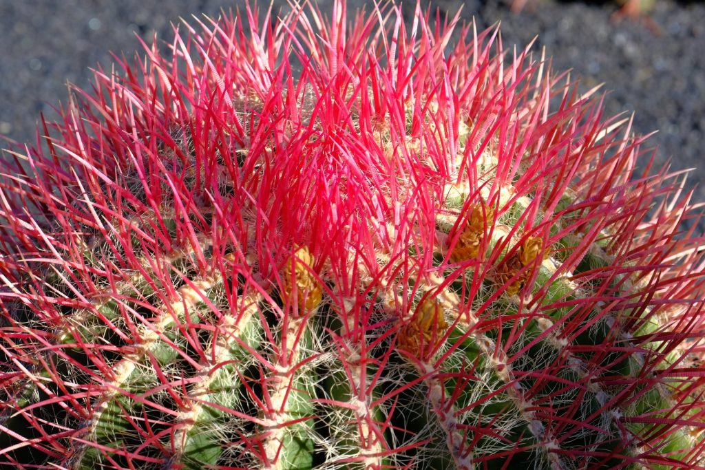 Detail Kaktus