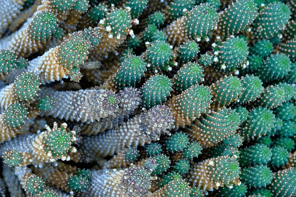 Guatiza Kaktusgarten