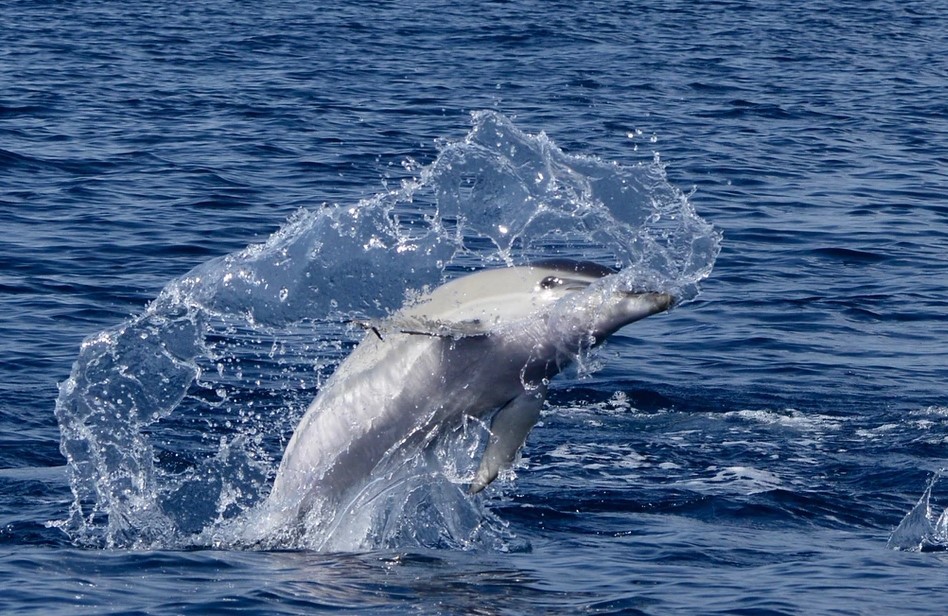 Delfin im Sprung