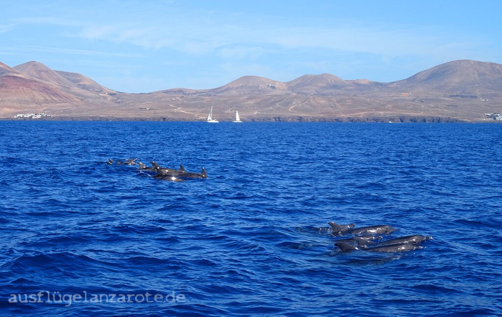Delfin Safaris