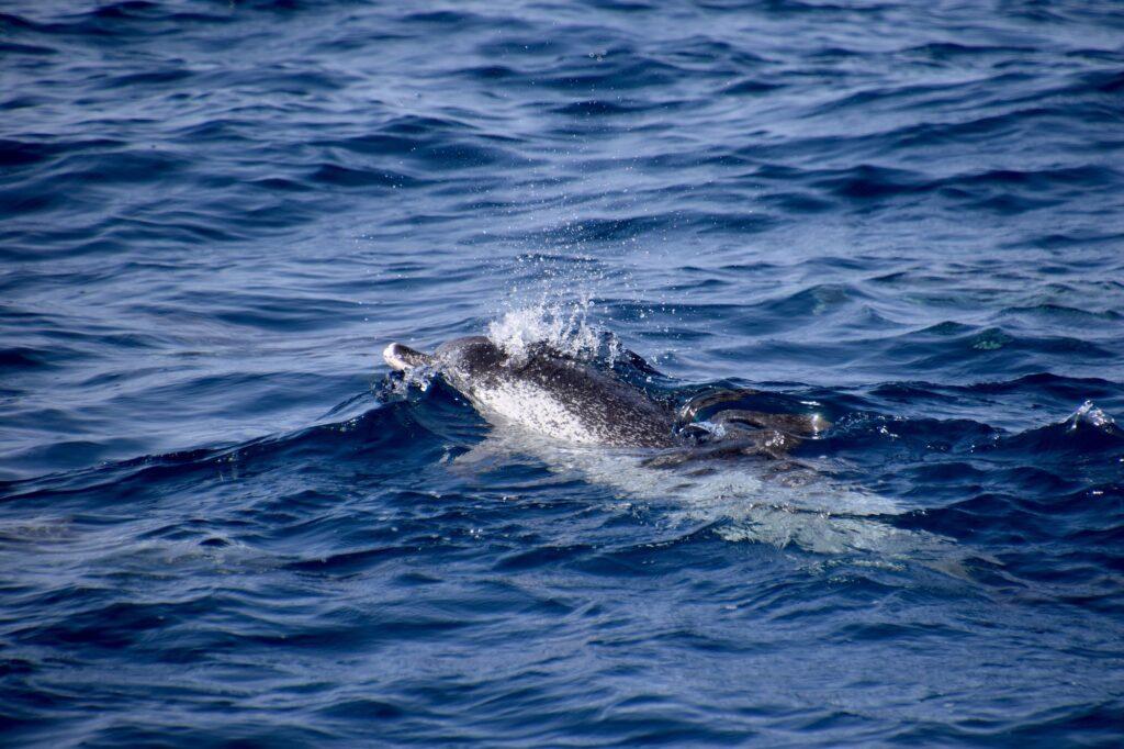 Delfine vor Lanzarote
